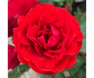 Yougarden Harkness Roses 'remembrance' Rose ™, Gift Wrapped Established Plant In 4 Litre Pot, Ready To Plant