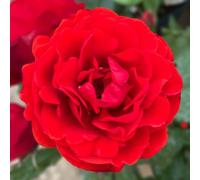 YouGarden Harkness Rose Remembrance ™ - Bare Root x2 2 bare rt Red