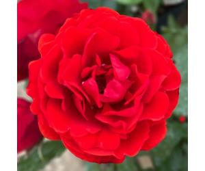 YouGarden Harkness Roses 'Remembrance' Rose ™, Set of Two Bare Root Roses, Ready to Plant for Scarlet Red Flowers in Summer, Bush Rose for Pots, Beds, or Borders