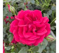 YouGarden Harkness Roses Richard's Rose, Gift Wrapped, 1 x 4 Litre Pot, Red Double Flowers, Strong Fragrance, Ready To Plant Garden Shrub