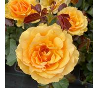 Yougarden Harkness Roses Robert's Rose, Established Plant In 4 Litre Pot, Ready To Plant, Fragrant Amber Yellow Flowers, Grow In Patio Pots,