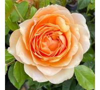 YouGarden Harkness Roses Robin's Rose, Gift Wrapped Floribunda Shrub 4 Litre Pot, Apricot Gold Medium Fragrance Repeat Flowering