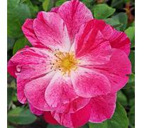 Yougarden Harkness Roses Rosemary Day Rose , 4L Potted, Ready To Plant