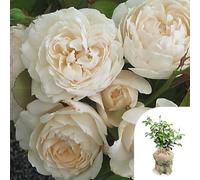 YouGarden Harkness Roses Sandra's Rose, Gift Wrapped Established Plant in 3-4 Litre Pot, Ready to Plant, Fragrant Shrub Rose for Pots, Beds, and Borders, Summer to Autumn Flowering