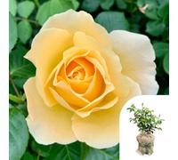 YouGarden Harkness Roses Sarah's Rose, 1 x 4 Litre Pot, Gift Wrapped, Yellow Flowering Floribunda Bush Rose