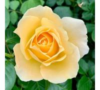 YouGarden Harkness Roses Sarah's Rose, 1 x 4 Litre Pot, Gift Wrapped, Yellow Flowering Floribunda Bush Rose