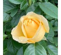 YouGarden Harkness Roses Sarah's Rose, 1 x 4 Litre Pot, Yellow Flowering Floribunda Bush Rose