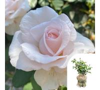 YouGarden Harkness Simon's Rose, Gift Wrapped Established Plant in 4 Litre Pot, Ready to Plant Floribunda Bush Rose with Pearl Pink Flowers, for Summer to Autumn Flowers in Pots, Beds, or Borders