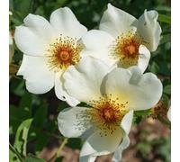 Yougarden Harkness Roses 'simple Yellow' Rose , Gift Wrapped Established Rose In 4 Litre Pot, Ready To Plant, For Pots, Beds, And Borders,