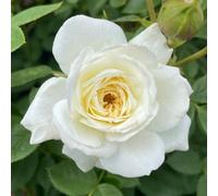Yougarden Harkness Roses 'snowcap' Rose, Gift Wrapped Established Plant In 4 Litre Pot, Ready To Plant, White Rose For Pots, Beds, And Borde