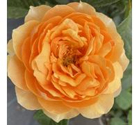 Yougarden Harkness Roses St Richard Of Chichester Rose, Established Potted Rose In 4 Litre Pot, Ready To Plant Shrub Rose For Beds And Bor