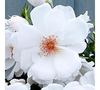 YouGarden Harkness Roses 'Starlight Symphony' Rose ®, Climbing Rose with White Flowers, Disease Resistance, in a 4 Litre Pot, Ready to Plant