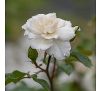 Yougarden Harkness Roses 'starlight Symphony' Rose , Gift Wrapped Climbing Rose With White Flowers, Disease Resistance, In A 4 Litre Pot, R