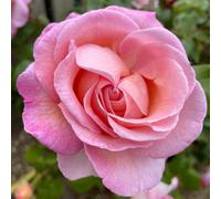 YouGarden Harkness Roses Sweet Syrie Climbing Rose ®, 3L Potted, Ready to Plant