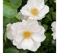 YouGarden Harkness Roses Teresa's Rose, Established 4 Litre, Pot White Shrub Plant, Ready To Plant Garden Colour
