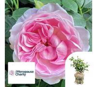 Yougarden Harkness Roses The Menopause Charity Rose, Gift Wrapped Established Rose In 4 Litre Pot, Ready To Plant Pink Roses In Pots, Beds,