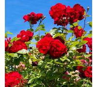 Yougarden Harkness Roses The Prince's Trust Climbing Rose, Gift Wrapped 4 Litre Potted, Ready To Plant