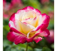YouGarden Harkness Roses Thomas's Rose, Hybrid Tea, 4 Litre Pot, Fragrant Two Tone Blooms, Patio Ready
