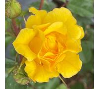 YouGarden Harkness Roses Tina's Rose, Patio Shrub Plant, 4 Litre Pot, Golden Yellow Repeat Flowering Compact Ready To Plant