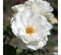 Yougarden Harkness Roses Todd's Rose, Floribunda Established 4 Litre Pot, Creamy White Fragrant Repeat Flowering Patio Shrub