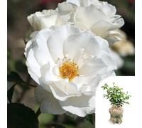 Yougarden Harkness Roses Todd's Rose, Gift Wrapped Floribunda Established 4 Litre Pot, Creamy White Fragrant Repeat Flowering Patio Shrub
