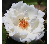 Yougarden Harkness Roses White Star Climbing Rose ™, 4 Litre Potted, Established White Rose, Ready To Plant, For Garden Borders And Pots, Fr