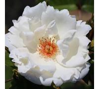 YouGarden Harkness Roses White Star Climbing Rose ™, 4 Litre Potted, Gift Wrapped White Rose, Ready to Plant, For Garden Borders and Pots, Fragrant Flowers