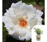 Yougarden Harkness Roses White Star Climbing Rose ™, 4 Litre Potted, Gift Wrapped White Rose, Ready To Plant, For Garden Borders And Pots, F