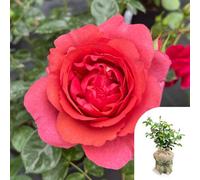 Yougarden Harkness Roses Wonderful World Climbing Rose , Gift Wrapped 4 Litre Potted, Ready To Plant