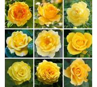 Yougarden Harkness Roses - Yellow Rose, Established Rose Plant In 4L Pot, Ready To Plant Rose For Pots, Beds, Or Borders, Colourful Roses Fo