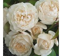 YouGarden Harkness Sandra's Rose, Established Plant in 4 Litre Pot, Ready to Plant, Fragrant Shrub Rose for Pots, Beds, and Borders, Summer to Autumn Flowering