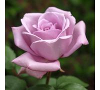 YouGarden Harkness 'Sapphire Wedding 45th Anniversary Rose' ®, 1 x 4 Litre Pot, Lilac Flowers Fragrant Garden Shrub Ready To Plant