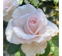 YouGarden Harkness Simon's Rose, Gift Wrapped Established Plant in 4 Litre Pot, Ready to Plant Floribunda Bush Rose with Pearl Pink Flowers, for Summer to Autumn Flowers in Pots, Beds, or Borders