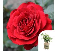 Yougarden Harkness Steve's Rose 3-4 Litre Pot, Gift Wrapped