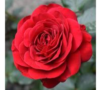 YouGarden Harkness Steve's Rose 3-4 Litre Pot, Gift Wrapped