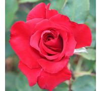 Yougarden Harkness 'the England Rugby Rose', Gift Wrapped Established Plant In 4 Litre Pot, Ready To Plant, For Beds, Borders, And Pots