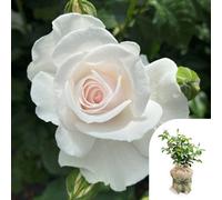 Yougarden Harkness Timothy's Rose, Gift Wrapped Floribunda Rose Plant, 4 Litre Pot, Blush White Flowers, Gift, Ready To Plant