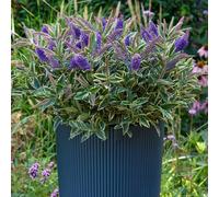 YouGarden Hebe Addenda 'Wild Blue', 1 x 17cm Pot, Evergreen Variegated Flowering Shrub, Blue Blooms, Patio Plant