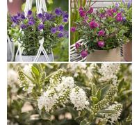 YouGarden Hebe 'All Bloom' Collection, 3 x 10.5cm Pots, Pink White Blue, Summer Flowering Shrubs