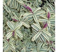 Yougarden Hebe 'lady Ann', 1 X 9Cm Pot, Variegated Evergreen, Pink Flowers, Pollinator Garden Shrub
