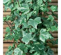 YouGarden Hedera Variegated, Ivy Established Plant in 9cm Pot, Gold Edged Foliage, Cascading, Great For Pots