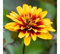 YouGarden Heliopsis 'Funky Spinner', 1 x Established Plant in 9cm Pot, Ready For Planting, Pollinator Plant, Fully Hardy, Summer to Autumn Flowering