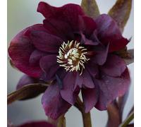 YouGarden Hellebore Double Ellen
