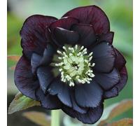 YouGarden Hellebore 'Double Ellen Black' in 9cm pots x3