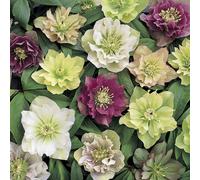Yougarden Hellebore 'queen' Mix, Set Of 6 Mixed Plug Plants, Winter And Spring Flowering, Ready To Pot Or Plant Out
