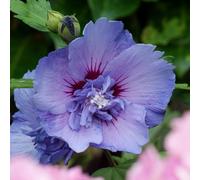 YouGarden Hibiscus 'Blue Chiffon', Established Plant in 3 Litre Pot, Hardy Summer Flowering Shrub, Ideal for Pots Borders