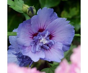 YouGarden Hibiscus 'Blue Chiffon', Established Plant in 3 Litre Pot, Hardy Summer Flowering Shrub, Ideal for Pots Borders
