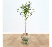 YouGarden Hibiscus 'Blue Chiffon' Standard Tree, 90cm Tall in 3L Pot, Gift Wrapped in Brown Hessian Bag with Green Fabric Bow, Ready to Plant or Gift