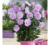 YouGarden Hibiscus Chiffon Lavender Plant Pot - Size: 19 x 19 x 35cm - Purple - Wilko