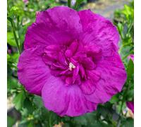 Yougarden Hibiscus 'purple Chiffon', 1 X 3 Litre Pot, Hardy Shrub, Semi Double, Purple Summer Flowering